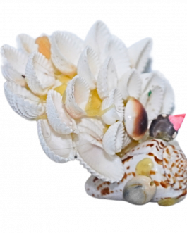 Sea Shell Peacock