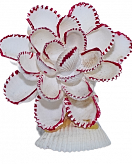 Sea Shell White Flower