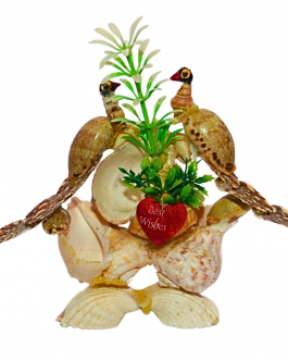 SeaShell Peacock Mount