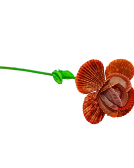 SeaShell Colour Bouquet Flower