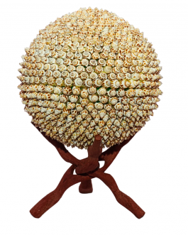 Sea Shell Big Round Shell with Stand