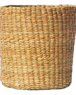 Champa Grass Plantarian