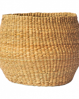 Champa Grass Pot Planitarium